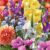 Flower Bulb Sale – 50% Off Selected Lines Free Click & Collect