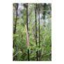 Fountain Bamboo Fargesia Black Pearl 2L