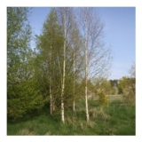 Frank P Matthews Trees Betula Alba Pendula Tree in Pot 12L