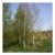Frank P Matthews Trees Betula Alba Pendula Tree in Pot 12L