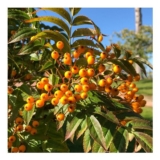 Frank P Matthews Trees Sorbus Autumn Spire Flanrock Tree in Pot 12L