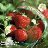 Grow your own Strawberry Mara des Bois –