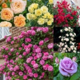 J Parkers Spring Launch event – Free Delivery Use Code FREEPNP