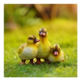 Jardin Polyresin Animal – Duck