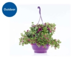 Large Hanging Planters in 25cm Pot – Choose from a wide range of colours to brighten up your Outdoor space