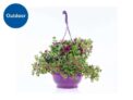 Large Hanging Planters in 25cm Pot – Choose from a wide range of colours to brighten up your Outdoor space