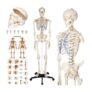 Life-Size Detailed Medical Skeleton Model With Mobile Stand & Poster Free P&P