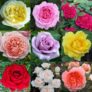 Luxury Garden Roses – Premier Collection – Pack of Six Assorted Bush Roses