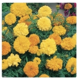 Marigold (African) Crackerjack Mixed Flower Seeds (250 seeds) – 3 for 2