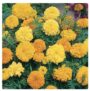 Marigold (African) Crackerjack Mixed Flower Seeds (250 seeds) – 3 for 2