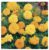 Marigold (African) Crackerjack Mixed Flower Seeds (250 seeds) – 3 for 2