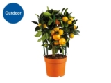 Mediterranean Citrus Plant