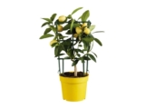 Mediterranean Citrus Plants – Height: 23-35cm