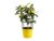 Mediterranean Citrus Plants – Height: 23-35cm