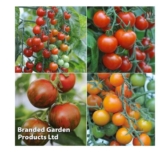 Nurserymans Choice Tomatoes 5 Postiplug Plants – With code