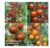 Nurserymans Choice Tomatoes 5 Postiplug Plants – With code