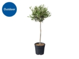 Olive Tree