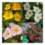 Pack of 4 Potentilla Shrub Plants