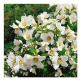 Philadelphus Belle Etoile Mock Orange 1.5 Litre Pot