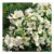 Philadelphus Belle Etoile Mock Orange 1.5 Litre Pot
