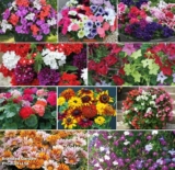 Summer Bumper Garden Collection Free shipping with code