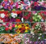 Summer Bumper Garden Collection Free shipping with code