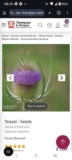 Teasel – Seeds Dipsacus fullonum Dipsacus sylvestris
