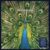 The Bluetones : Expecting to Fly VINYL 25th Anniversary 12 Album Box Set 3 Vinyl LPs – With Code – Sold by musicMagpie Shop